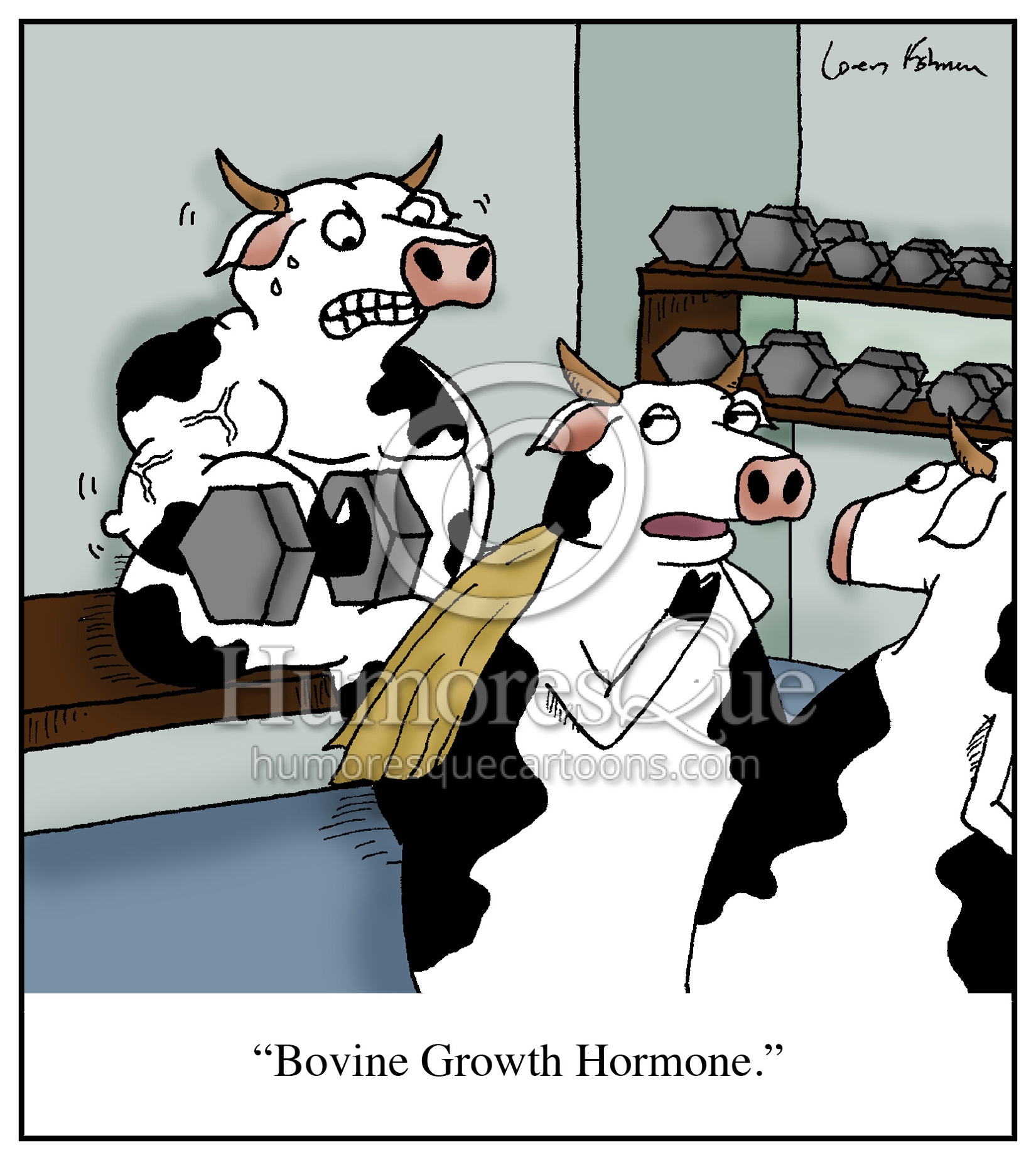 bovine growh hormone hgh bgh bodybuilding steroids cows cartoon